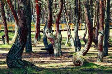 The Dancing Forest.  Pine forest on the Curonian Spit. Unusually twisted trees. Drunken forests, the trees. Drunken pine trees in Russia,  contorted into rings, spirals, and other loops and squiggles.