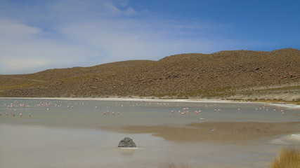 The Hedionda lagoon is a Bolivian salt water lagoon located in the department of Potosí, near the border with Chile