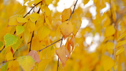  Leaves of plants in the fall. Bright sheet background for design.