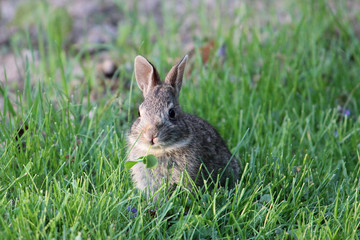 Bunny 4