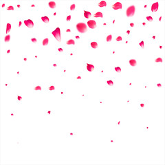 Pink falling petals falling. Rose flower pastel background.