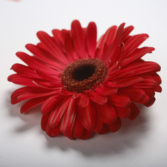 red gerbera flower / red beautiful summer flower, aroma smell concept