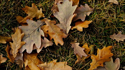  Leaves of plants in the fall. Bright sheet background for design.