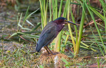 A green heron standing in a swamp.