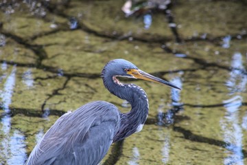Bird walking in shallow swamp water