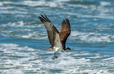 Osprey with a fish.