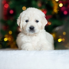 beautiful golden retriever puppy posing for Christmas