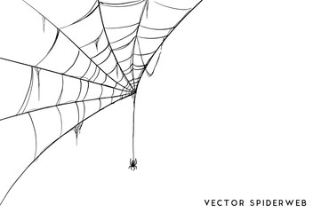 Halloween spider web and spiders isolated on white background