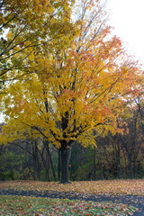 Fototapeta premium My Tree