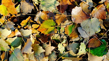  Leaves of plants in the fall. Bright sheet background for design.