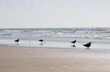 M&ouml;wen am Strand von Monte Gordo