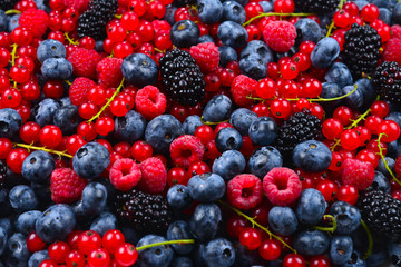 Blackberry, raspberry, blueberry,  red currant and mint background.