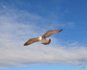 Möwen am Strand von Monte Gordo