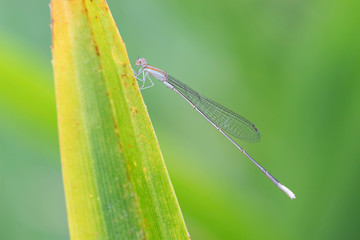 Ischnura senegalensis it is a small damselfly with black capped bluish green eyes. Its thorax is black on dorsum and greenish blue on the sides.