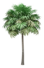 thatch palm tree isolated on white background