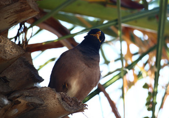 An Indian myna (Acridotheres tristis) perched under the canopy of a palm tree