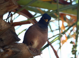 An Indian myna (Acridotheres tristis) perched under the canopy of a palm tree