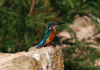 A Eurasian kingfisher (Alcedo atthis) perched on a stone near a pond