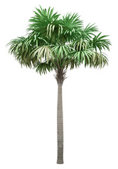 thatch palm tree isolated on white background