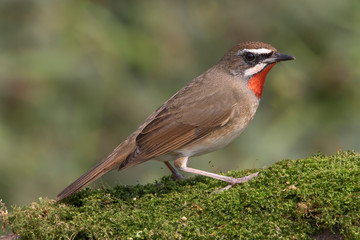 Siberian rubythroat (Calliope calliope) small lovely passerine brown bird having worm meal in his beaks while stepping on green mossy nature carpet 