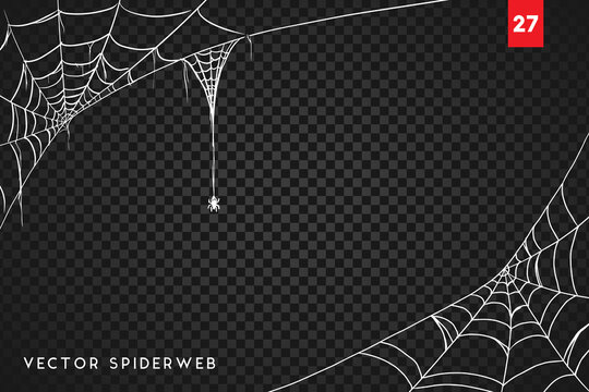 Halloween cobweb and spiders isolated on dark transparency background