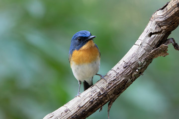 The Chinese blue flycatcher (Cyornis glaucicomans) is a small passerine bird in the flycatcher family, Muscicapidae. The Chinese blue flycatcher is found in southern China and the Malay Peninsula. 