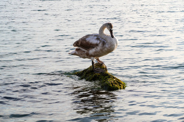 A swan in the Black Sea near Burgas, Bulgaria