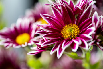 Nahaufnahme einer violetten Blume mit weißen Spitzen