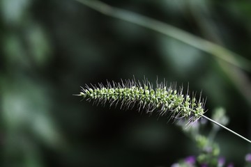 close up of a leaf