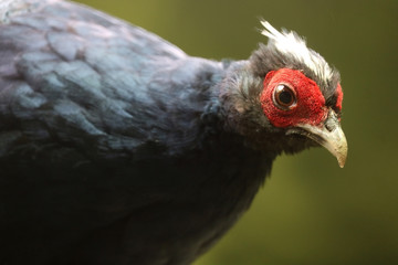 Colorful head with a white crest of a critically endangered and rare edwards's pheasant lophura edwardsi, couriously looking