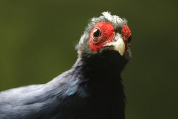 Curiously looking, critically endangered and nearly extinct edwards's pheasant lophura edwardsi