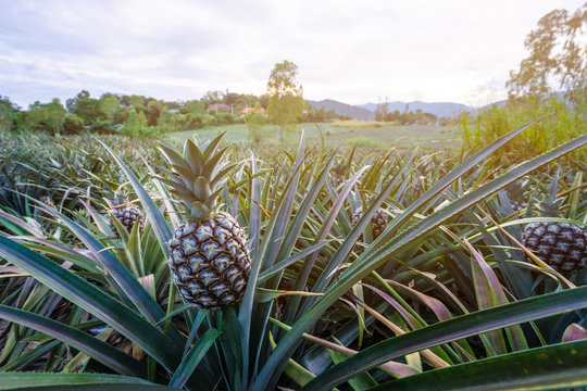 Pineapple tropical fruit growing in garden with mountain background
