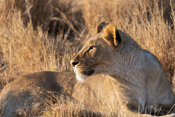 lion female relaxing at sunset in Namibia 