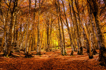 Foret automnale feuilles mortes 