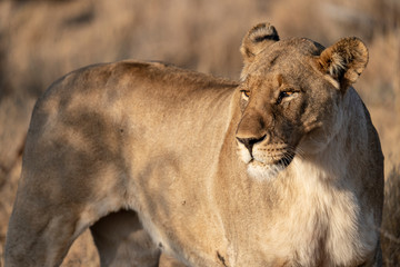 lion female