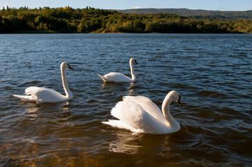 white swans on a beautiful lake on a clear sunny day