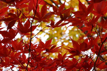 紅葉