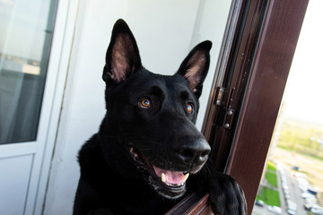 Pensive black Shepherd dog on balcony in daytime