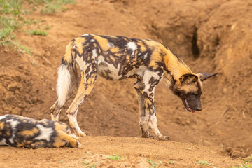Naklejka na ściany i meble African wild dog ( Lycaon Pictus) watchful, Madikwe Game Reserve, South Africa.