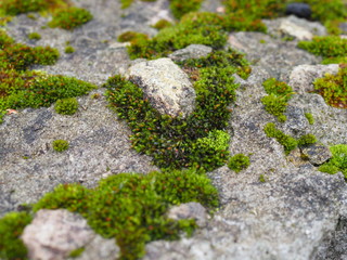 green Moss In Close-up Shot. variable focus