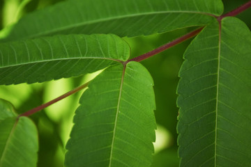 Closeup nature view of dark green leaves, natural dark green plants using as a background or wallpaper. Tree with green fresh leaves.