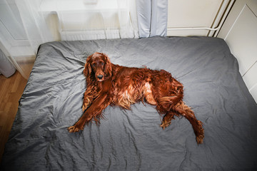 Tranquil curly purebred dog lying on bed at home