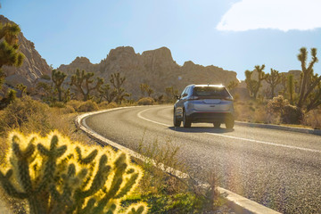 CLOSE UP: Cactus grows by side of road leading tourists through joshua tree park
