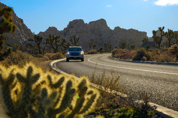 SLOW MOTION: Car drives along the road leading through Joshua tree national park