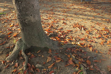 朝の桜の木のある公園風景