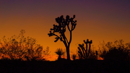 Plakat SILHOUETTE: Scenic view of the Joshua tree national park on a sunny evening.