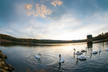 Fototapeta na wymiar white swans at sunset and saturated sky