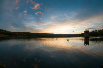 white swans at sunset and saturated sky