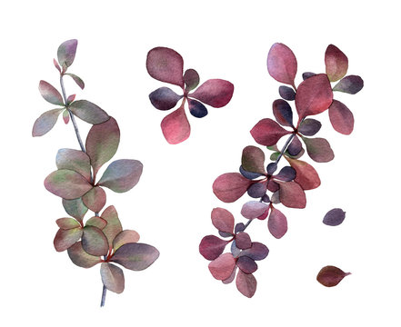 Leafed purple & green barberry branches set hand drawn in watercolor isolated on a white background. Ideal for creating invitations, cards. Floral illustration. Watercolor element for arrangements