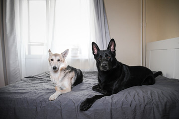 Curios dogs relaxing on bed at home